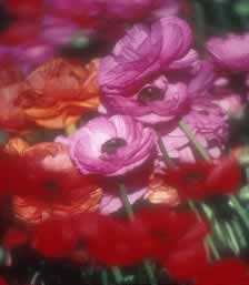Richly color-saturated Ranunculus 