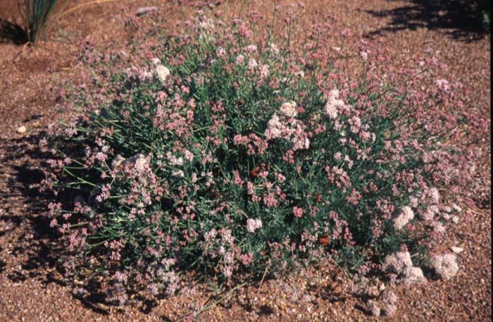 Arizona or Flattop Buckwheat
