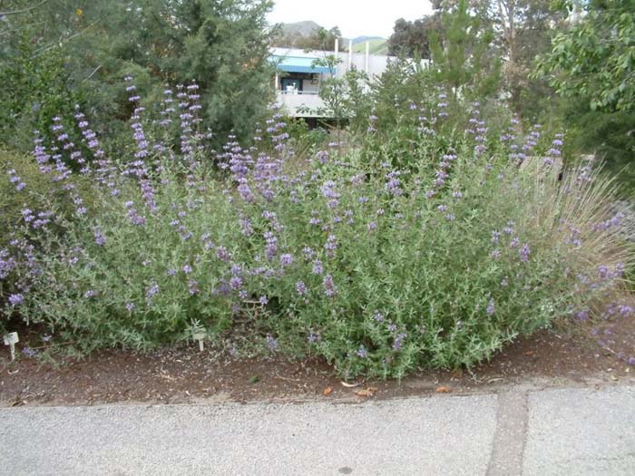 Purple or Gray Sage