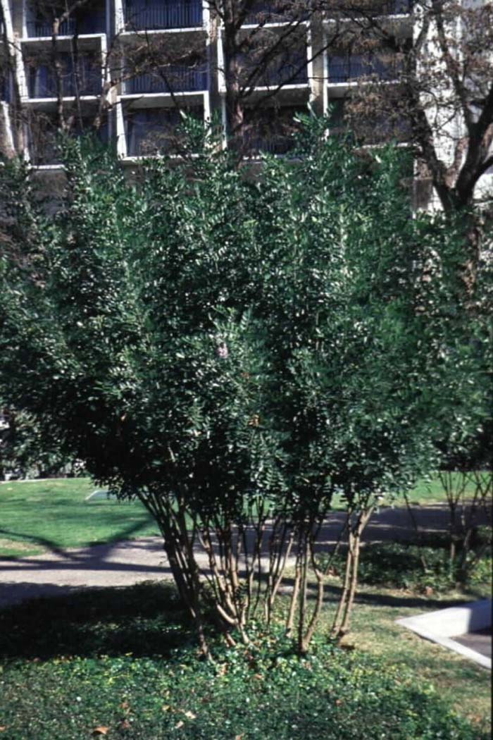 Plant photo of: Sophora secundiflora