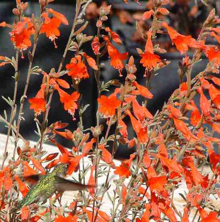 California Fuchsia Catalina