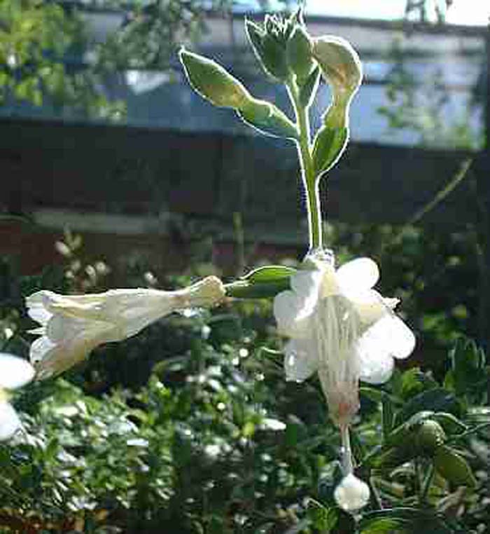 Plant photo of: Epilobium canum 'White'
