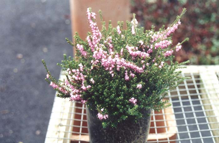 Plant photo of: Calluna vulgaris