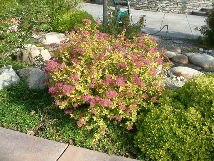 Spiraea japonica 'Gold Flame'