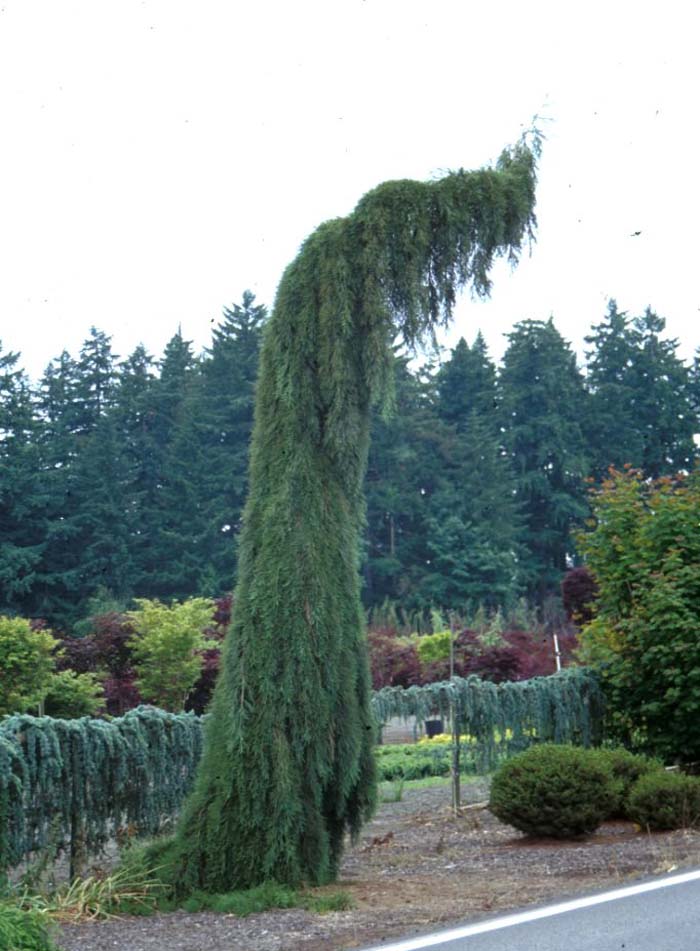 Plant photo of: Sequoiadendron gigantea 'Pendula'