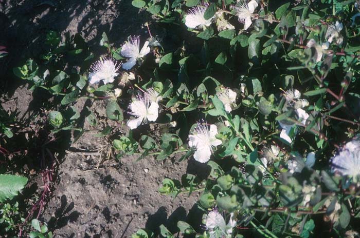 Plant photo of: Capparis spinosa v. inermis
