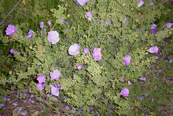 Plant photo of: Alyogyne huegelli 'Purple Delight'