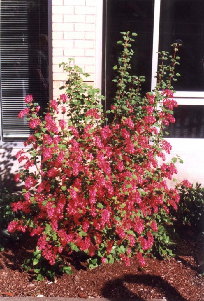 Red Flowering or Pink Winter Curran