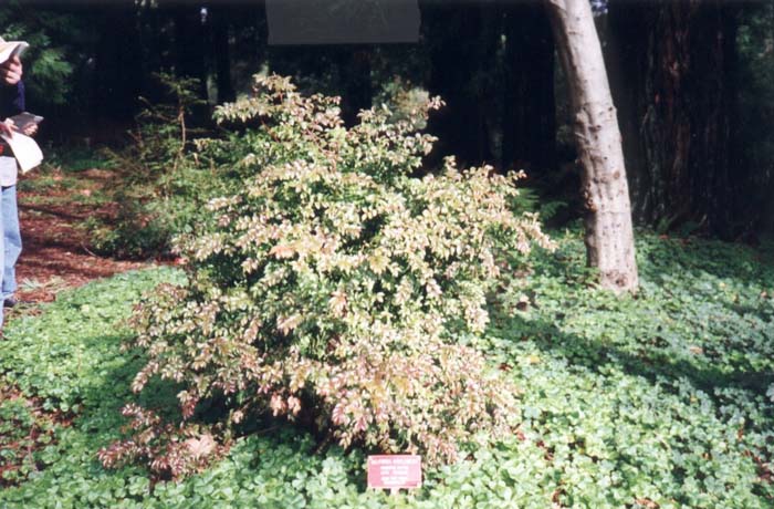 Evergreen or Wild Huckleberry