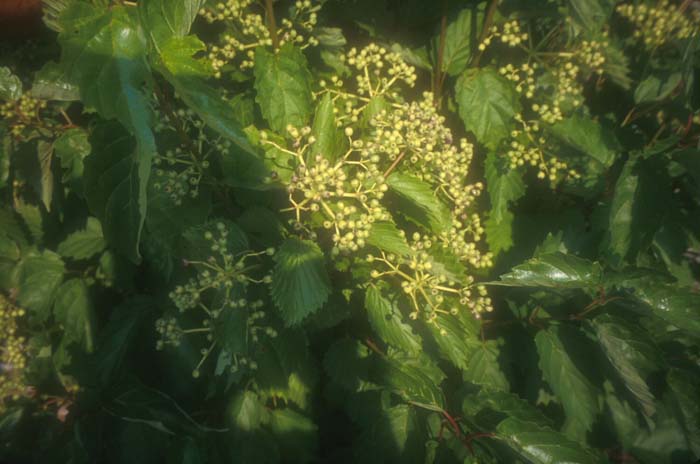 Plant photo of: Viburnum dentatum