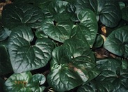 Pacific Wild Ginger