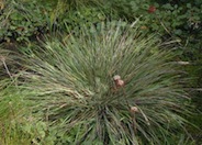 Mendocino Reed Grass