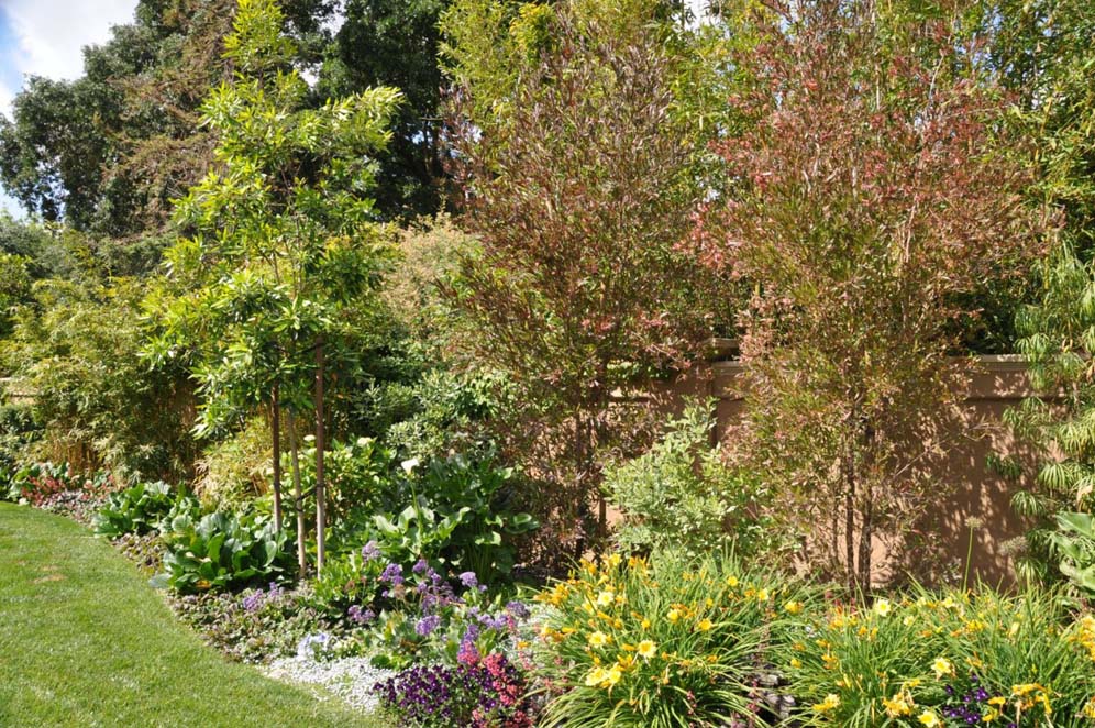 Lush and Lovely Trees Out Back