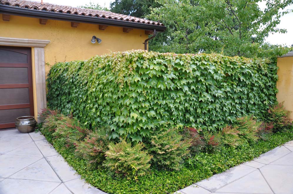 Sea of Green Wall Vine