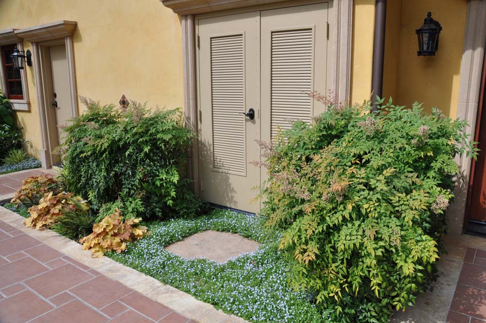 Sea of Green Two Nandinas