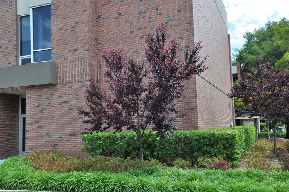 University of the Pacific 7