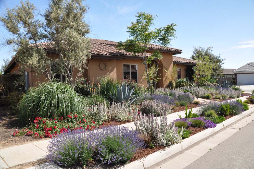 Colorful Xeriscape