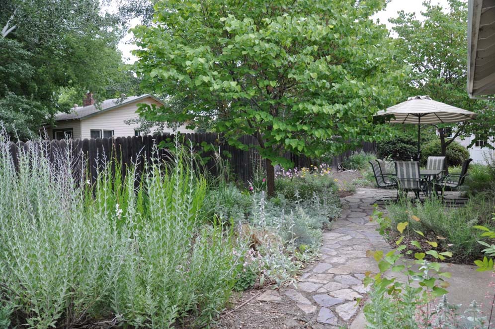 Backyard Meadow Garden