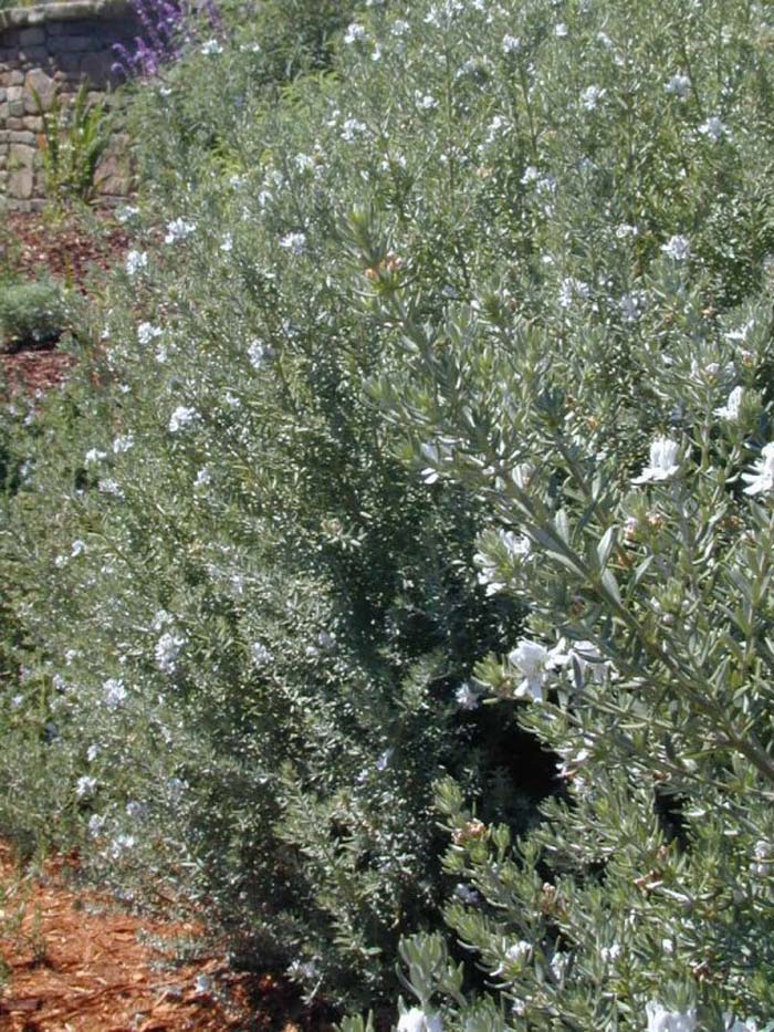 Plant photo of: Westringia 'Wynyabbie Gem'