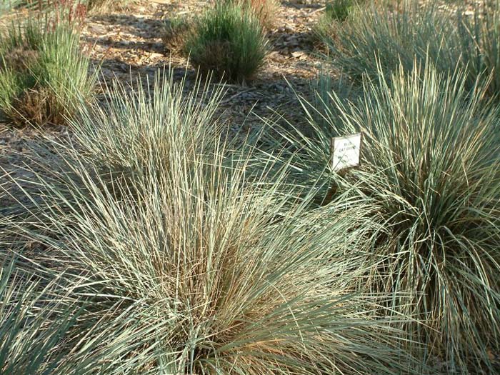 Helictotrichon sempervirens