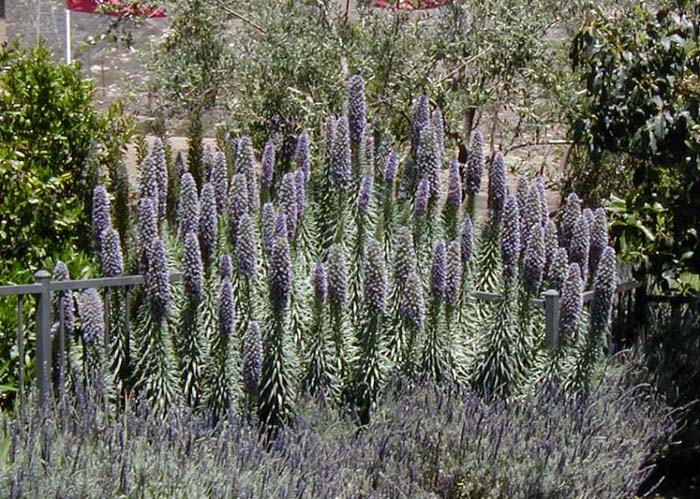 Echium candicans