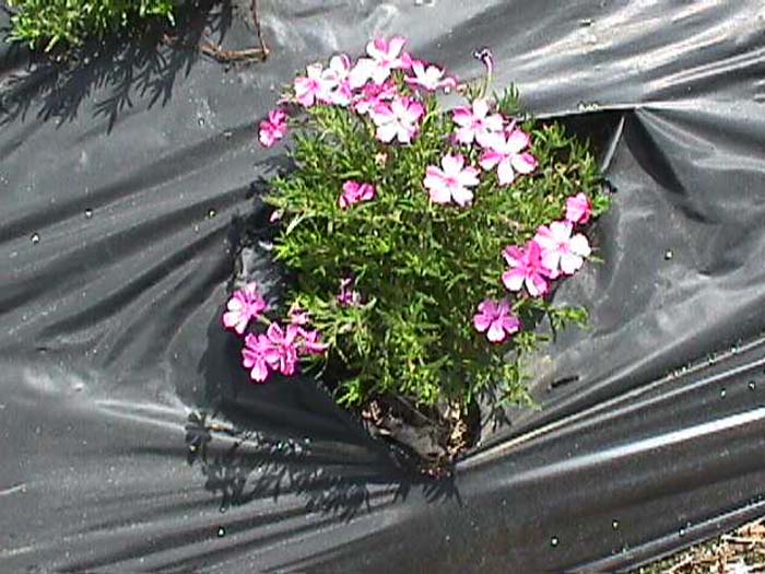 Phlox subulata 'Emerald Pink'