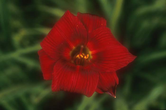 Hemerocallis 'Little Joy'