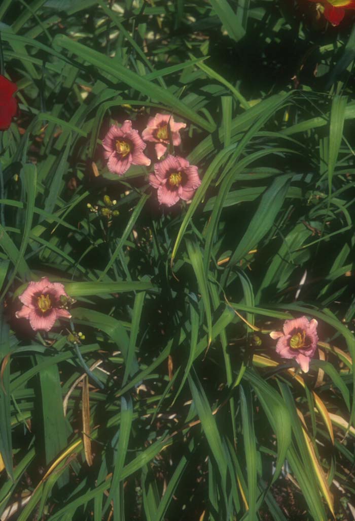 Hemerocallis 'Siloam Plum Tree'