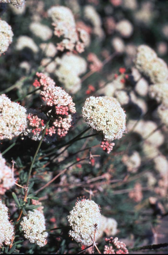 Plant photo of: Eriogonum fasciculatum v. poliofolium