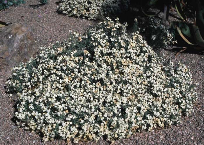 Zinnia acerosa