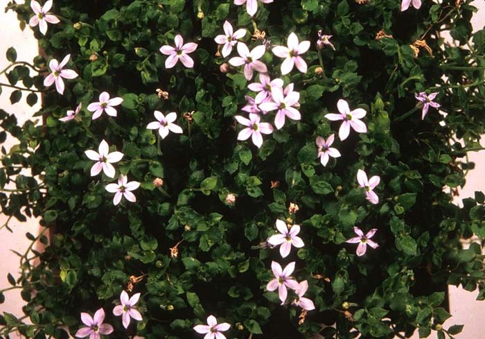 Plant photo of: Pratia pedunculata