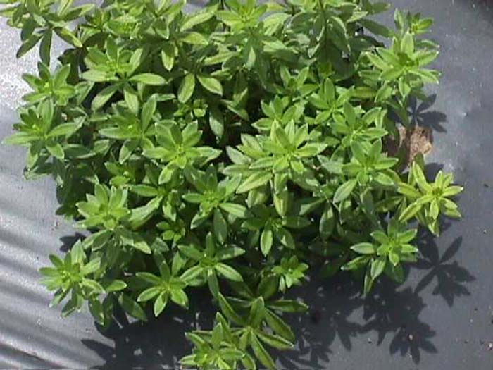 Galium odoratum