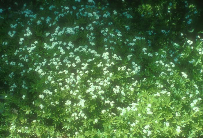 Plant photo of: Galium odoratum