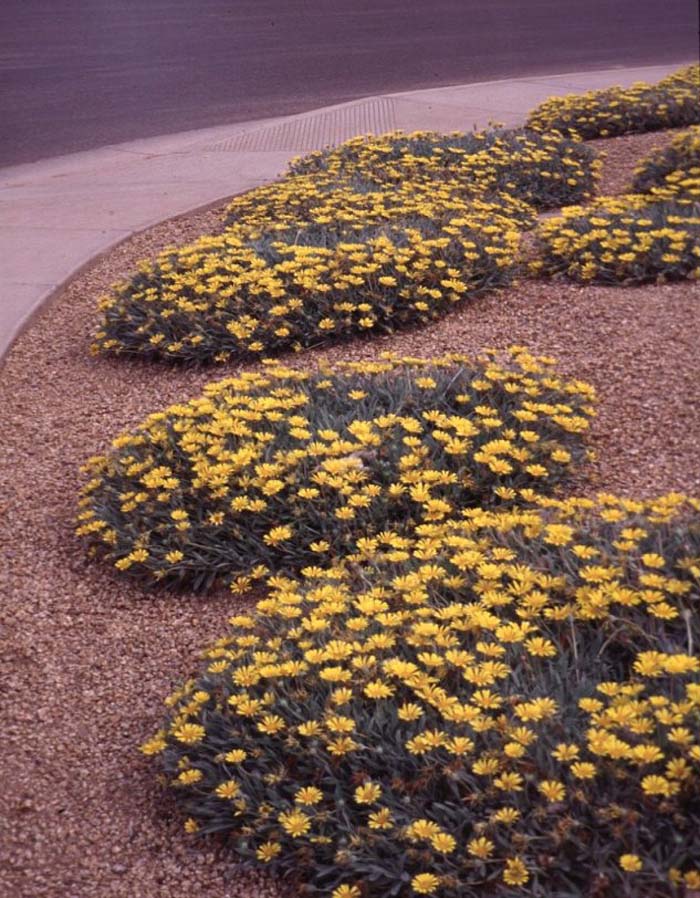 Plant photo of: Gazania rigens leucolaena