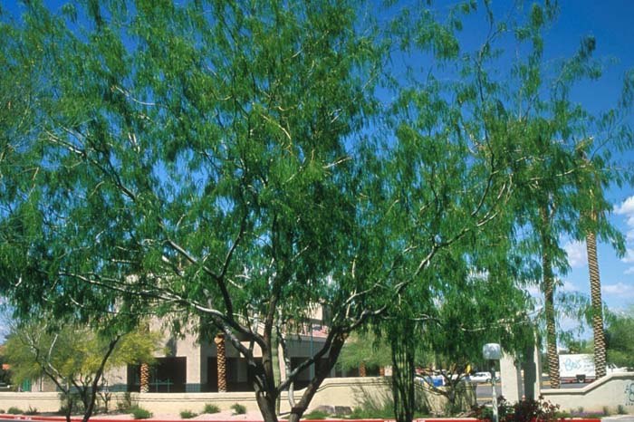 Plant photo of: Prosopis glandulosa