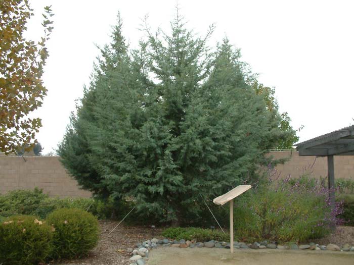 Arizona Cypress