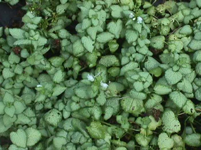 Lamium maculatum