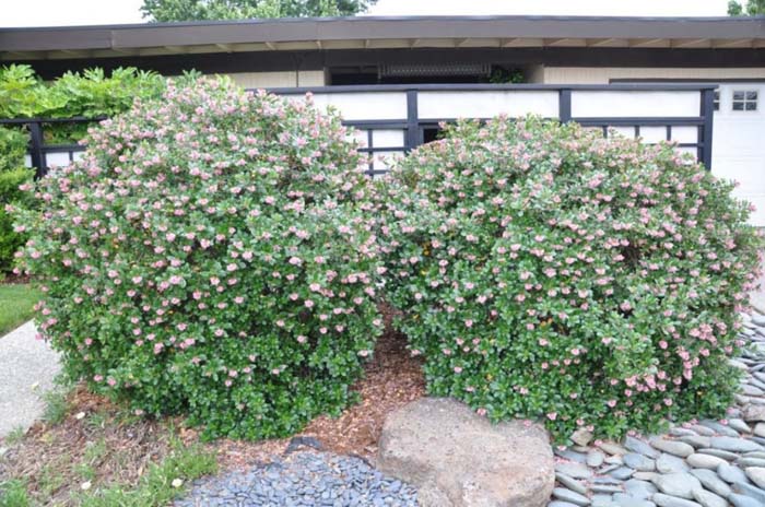Escallonia 'Frades'