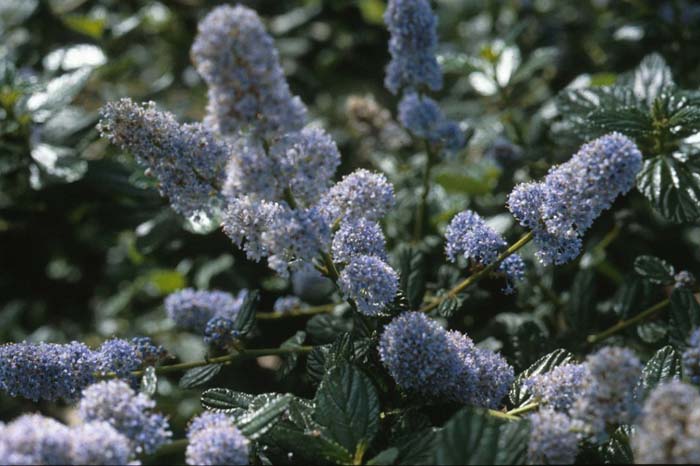 Plant photo of: Ceanothus griseus horizontalis