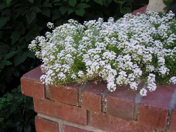 Plant photo of: Lobularia maritima