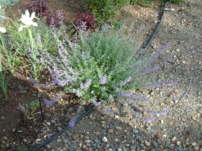 Nepeta X faassenii