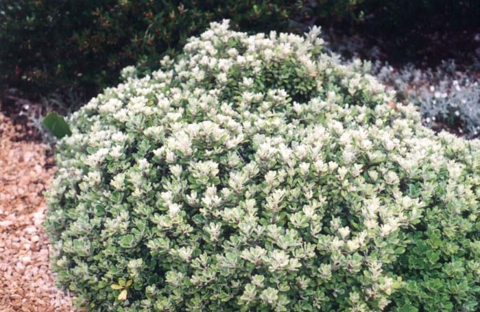 Pittosporum crassifolium 'Compactum'