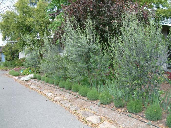 Olea europaea 'Swan Hill'