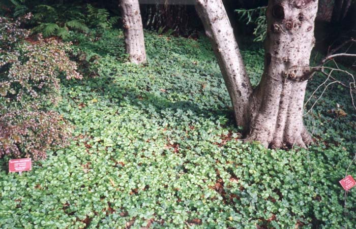 Oxalis oregana