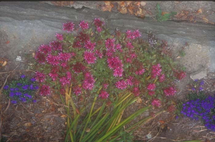 Plant photo of: Sedum spurium
