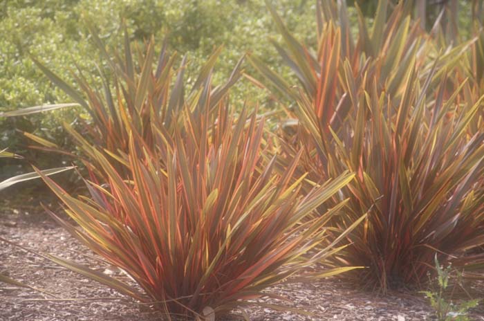 Phormium 'Rainbow Warrior'