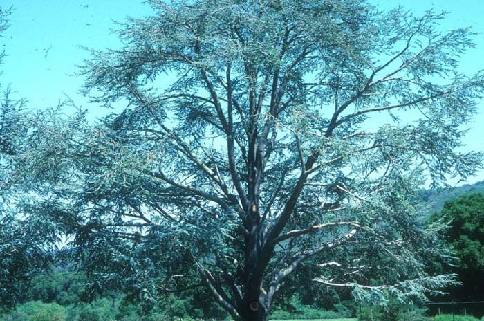 Plant photo of: Cedrus atlantica