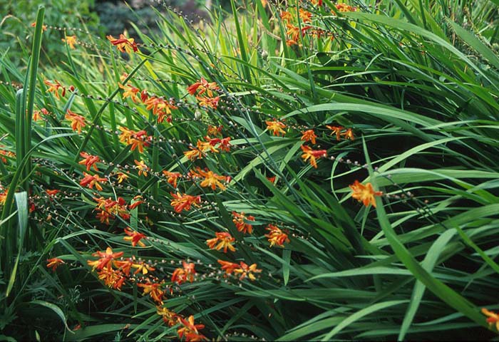 Crocosmia crocosmiiflora