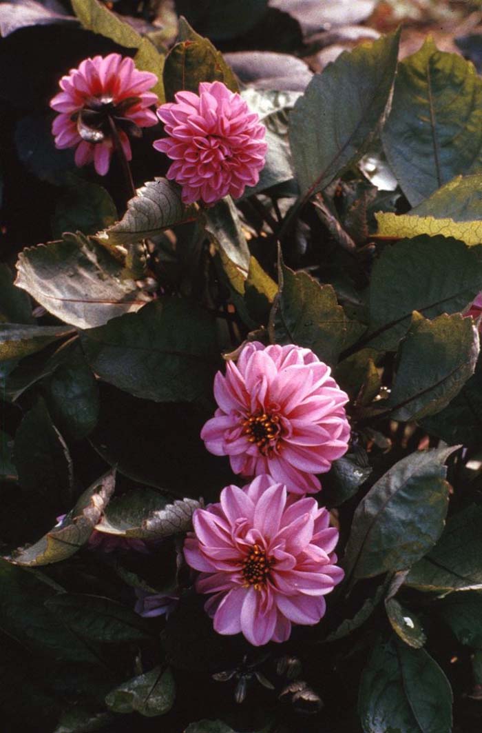 Garden Dahlia