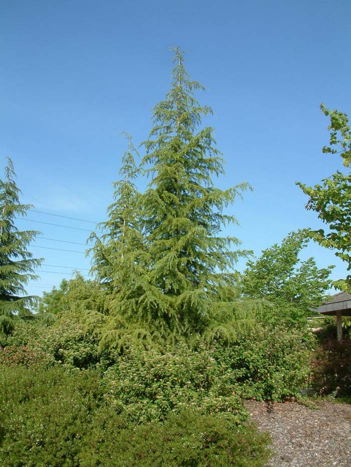 Cedrus deodara